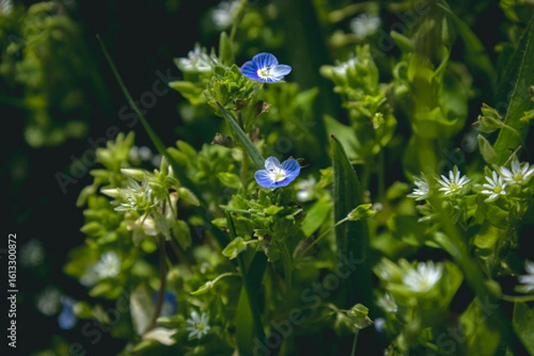 Obraz blue flower and green grass