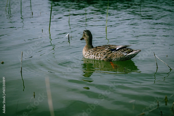 Obraz duck on the lake
