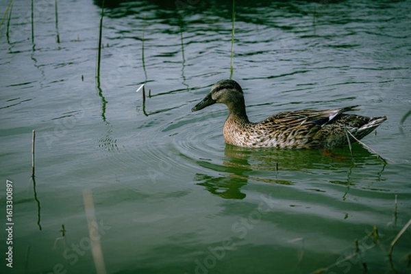Obraz duck on the water