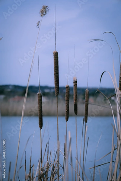 Obraz reeds on the lake