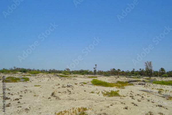 Fototapeta sand dunes in the forest  vachellia nilotica tree