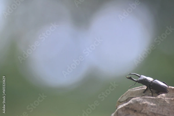 Obraz コクワガタ