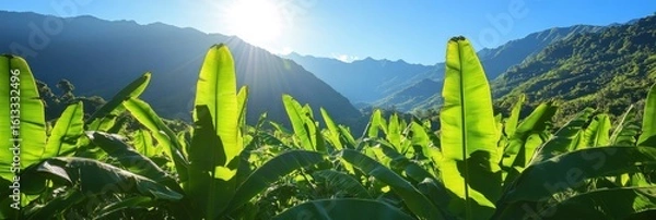 Fototapeta Vivid green banana leaves under direct sunlight, valley mountains in the background, symbolizing energy, healthy farming, and summer tropics.