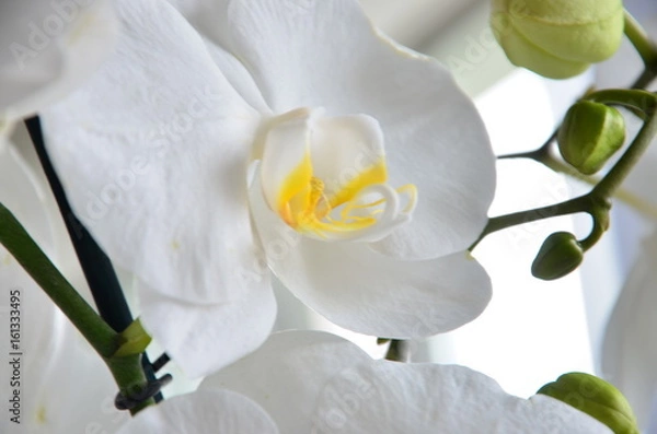 Fototapeta piękny biały storczyk w pokoju 