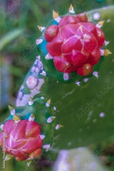 Fototapeta Cactus flower (Opuntia Cochenillifera), red flower
