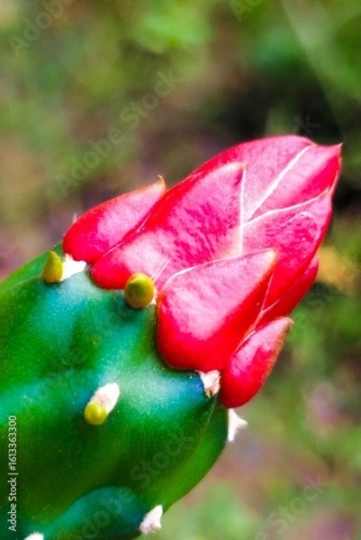 Fototapeta Cactus flower (Opuntia Cochenillifera), red flower
