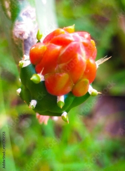 Fototapeta Cactus flower (Opuntia Cochenillifera), red flower
