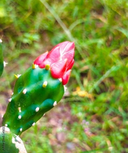 Fototapeta Cactus flower (Opuntia Cochenillifera), red flower
