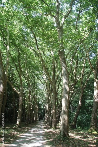 Obraz Cathédrale du vert 2
