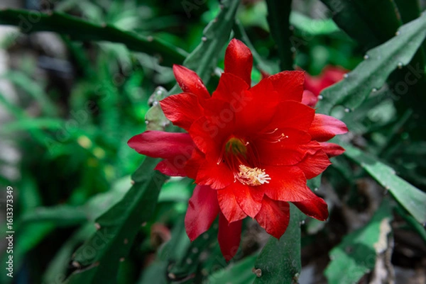 Obraz Epiphyllum Orchid Cactus