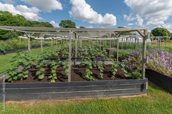 Obraz vegetables bank