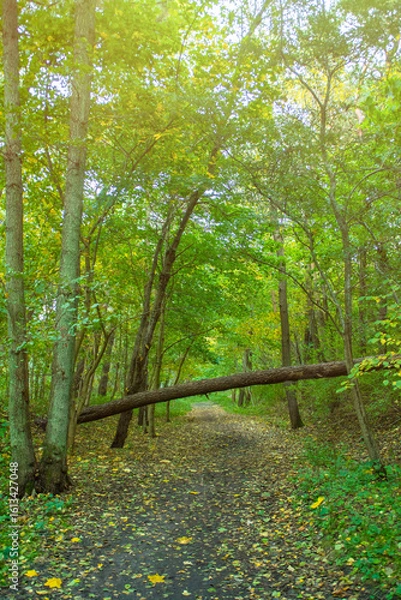 Fototapeta A fallen tree blocks the road in the forest.