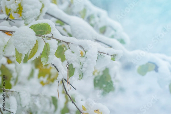 Fototapeta Tree branches covered with late snow. Thin tree branches with green leaves in spring.