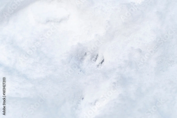 Fototapeta Close-up of a squirrel footprint in the snow.