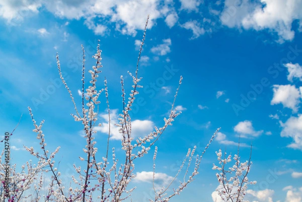 Fototapeta Thin tree branches with blooming white flowers against the background of a bright blue sky.