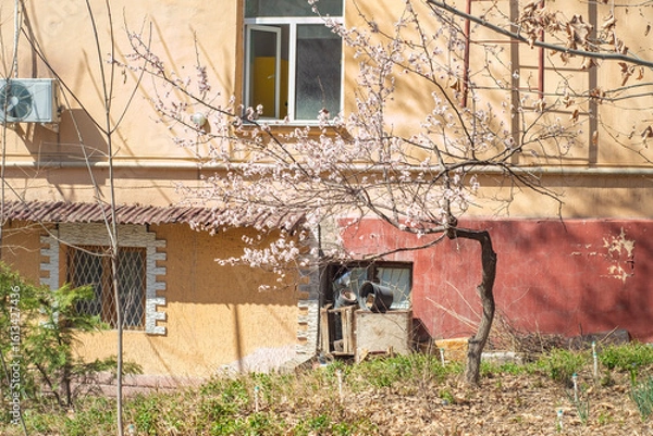 Fototapeta A small blooming sakura near the wall of an old residential building. A tree with pink flowers near the wall.