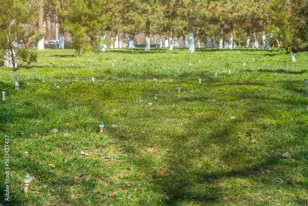 Fototapeta Turned off sprinklers of the irrigation system on the lawn.