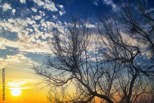 Fototapeta Thin, frightening tree branches against the sunset. Red sky in tense shades. Trees in an atmosphere of fear and sadness.