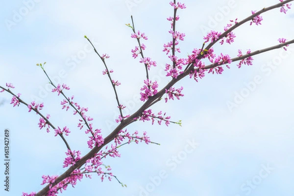 Fototapeta Bright pink flowers growing on a branch. The tree gradually blossoms in spring with beautiful inflorescences. Eastern redbud during flowering.