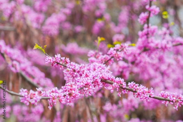Fototapeta Close up of bright pink flowers on a branch. A tree blooming in spring with beautiful inflorescences. Eastern redbud during flowering.