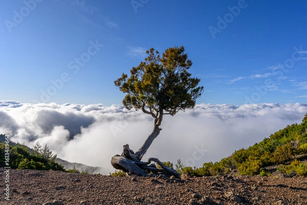 Fototapeta An old small tree at the edge of the hiking trail on the island of Madeira