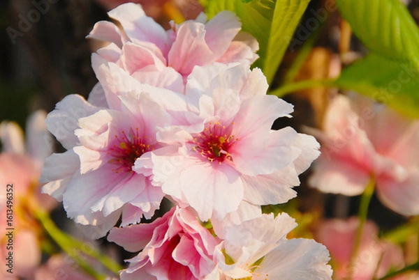 Obraz Pink blossom blooming spring flowers