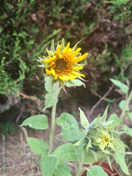Fototapeta Sunflower
