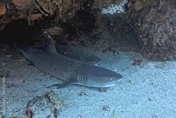 Fototapeta Two sharks resting under a coral ledge in clear blue water