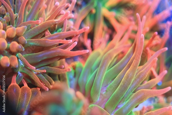 Obraz Close-up of vibrant, multicolored sea anemones highlighting the intricate textures and colors of a coral reef