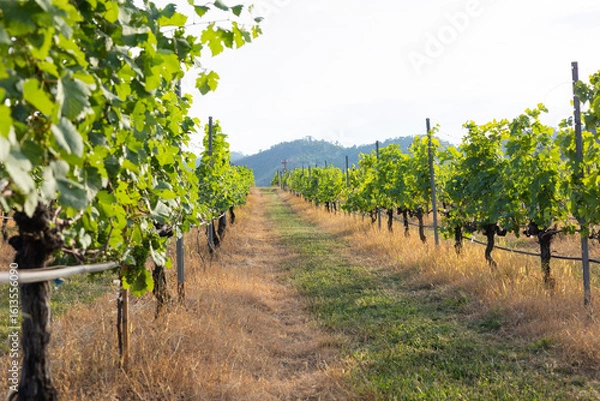 Obraz Close-up view of green grape clusters on sunlight, highlighting the natural beauty of vineyard for organic farming and sustainable viticulture, emphasizing fresh for harvest and wine production.
