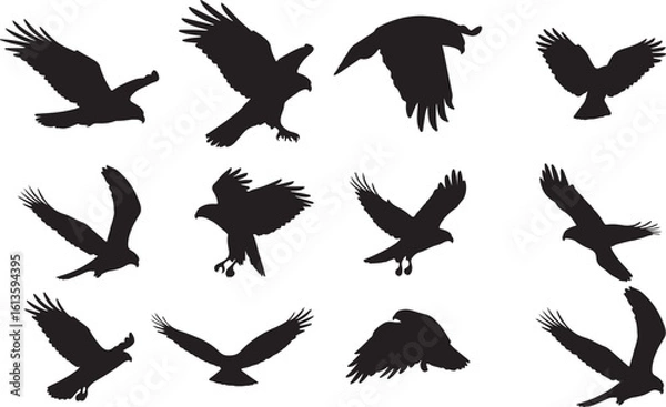 Obraz Red-tailed Hawk Solid Vector Silhouette