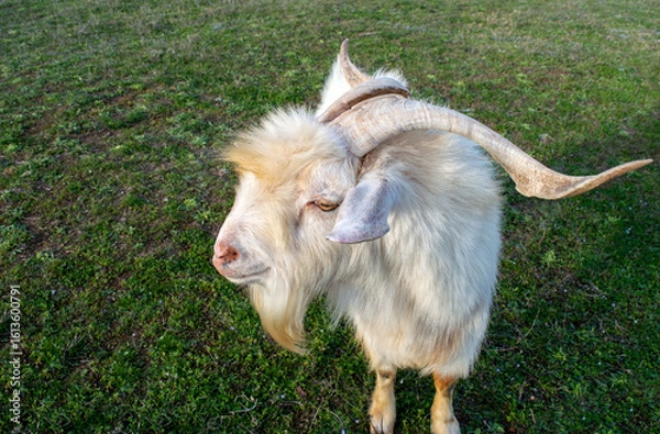 Obraz Dinstinguished kiko goat closeup