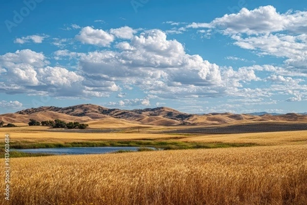 Fototapeta Golden wheat field, tranquil pond, rolling hills, bright blue sky, fluffy white clouds