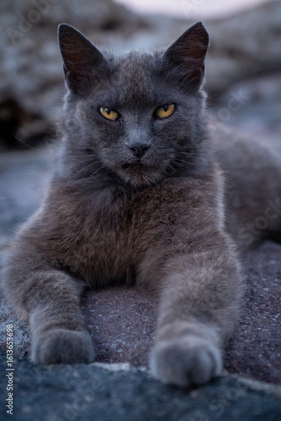 Obraz an old gray cat