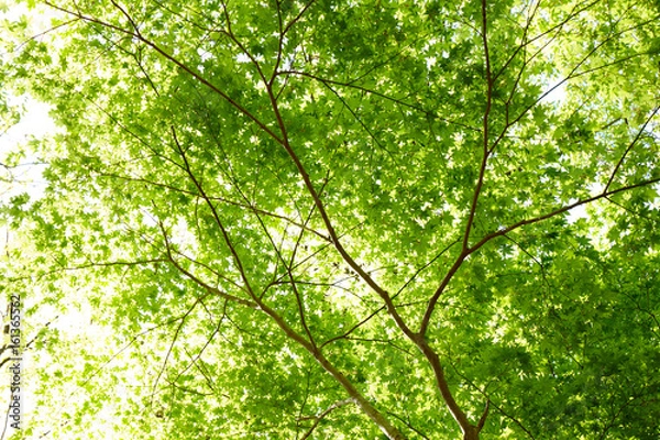 Fototapeta 生駒山の新緑