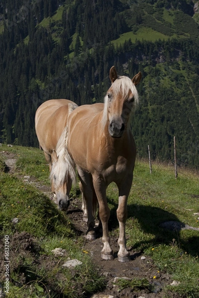 Obraz Haflinger