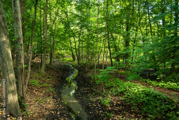 Obraz Celery Farm Preserve