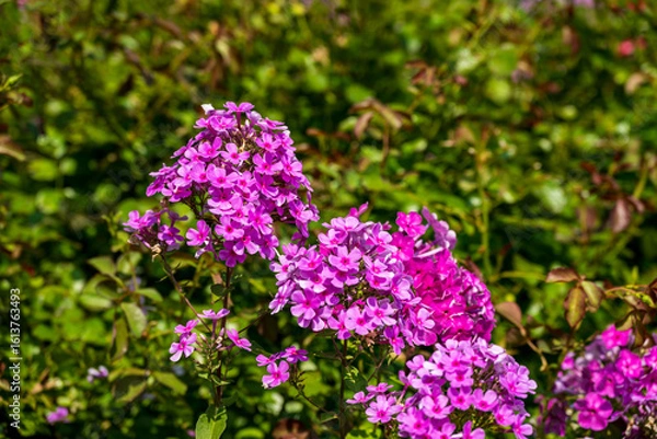 Fototapeta Phlox maculata