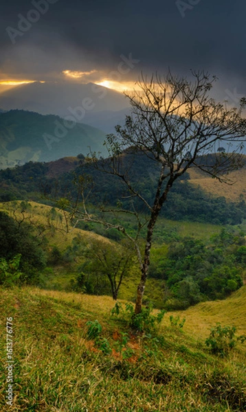 Obraz sunset in the forest