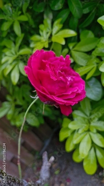 Fototapeta Red rose in a garden on a sunny day in Dublin, Ireland