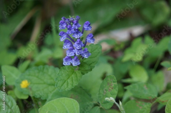 Obraz タツナミソウ