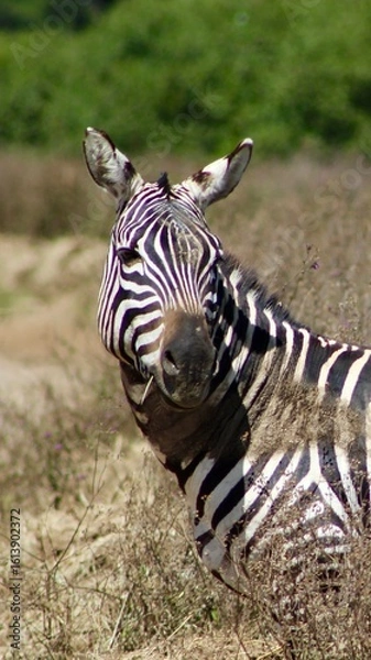 Obraz Zebra