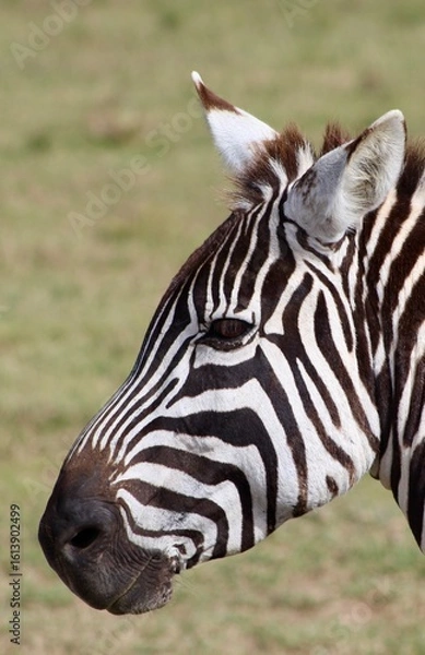 Obraz Zebra in the wild