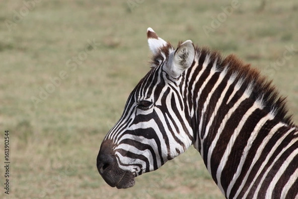 Obraz Zebra in the wild