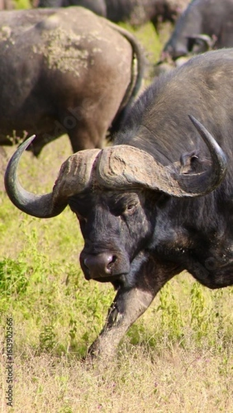 Obraz buffalo in the wild