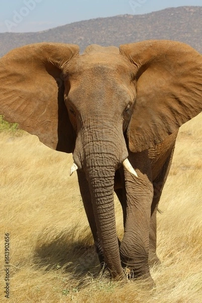 Obraz Elephants in the wild