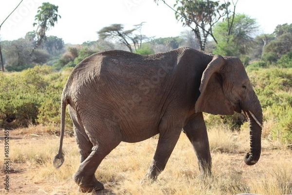 Obraz Elephants in the wild