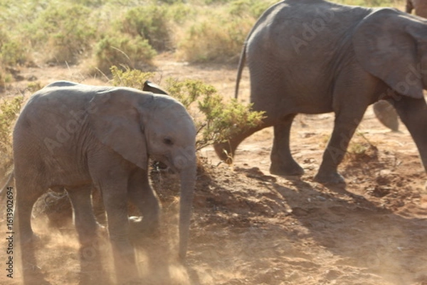 Obraz Elephants in the wild
