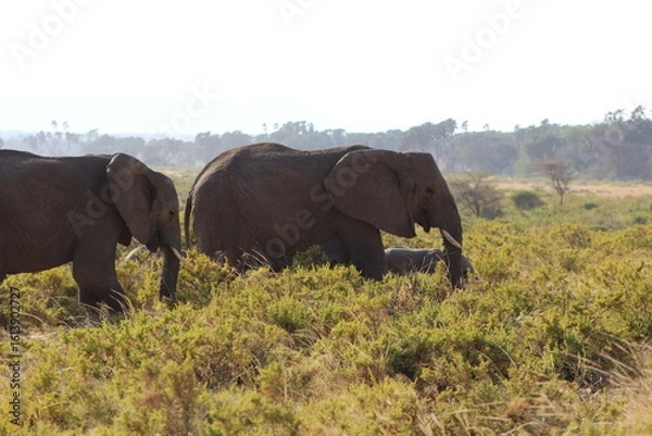 Obraz Elephants in the wild