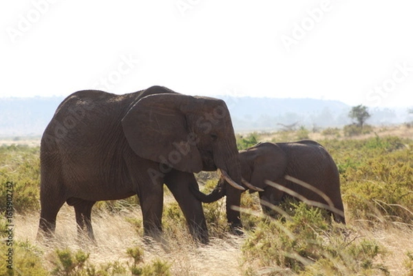 Obraz Elephants in the wild